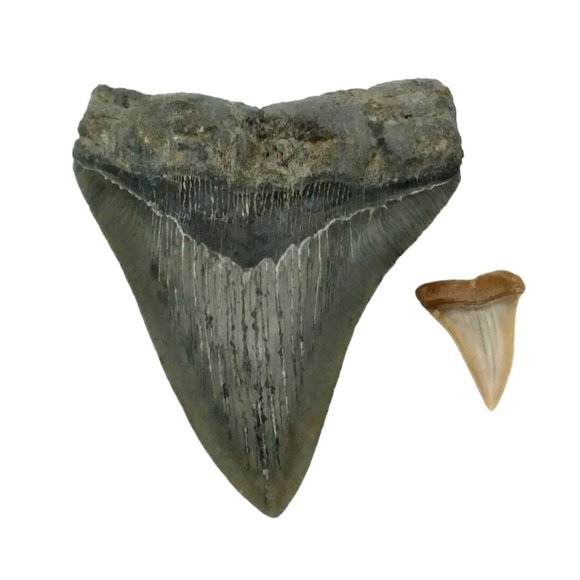 Prehistoric Otodus Megalodon Fossilized Shark Tooth Massive Top Quality Specimen - Picture 9 of 9
